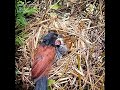 the greater coucal bird still wants to eat more because it is not yet full.