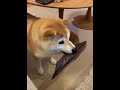 スリッパで遊ぶ柴犬マコ