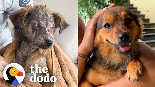 Top 5 Craziest Transformations | The Dodo