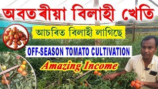 অবতৰীয়া বিলহী খেতি Off season Tomato Cultivation in Assam