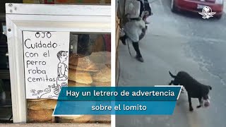 Graban en acción al perro roba-cemitas