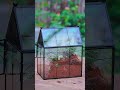 how to plant a vintage house shape terrarium with fittonia and mini rose for small snails spiders