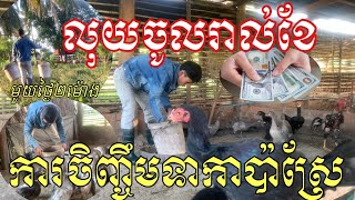 មួយថ្ងៃតែ២ម៉ោងលុយចូលរាល់ខែពីការចិញ្ចឹមទាកាប៉ាស្រែ- Just 2h a day, I earn a lot from raising ducks.