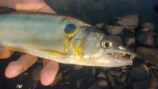 Freshwater Barracuda and Pike Cihlids - Ultralight Predatory Fishes