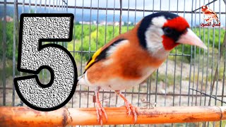 singing goldfinch - Top five songs