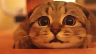 ドキドキ恐怖映画にびびる猫さん Twitterで話題のおもしろ動画