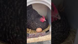 Tiny Mother Hen Adopts More Eggs Into Her Nest!❤️ #shorts #animals #cute #nature #farm #chickens