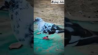 kabutar best video WhatsApp status #kabootarbazi #kabutarattitude #kabutar #pigeon #કબુતર