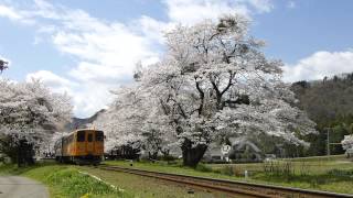 樽見鉄道　樽見線　15レ　ハイモ230-313+ハイモ295-315　谷汲口駅通過　2014.04.05