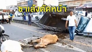 ระทึก กระบะบรรทุกวัว ชนซาเล้งที่ขับตัดหน้า คนเจ็บ 3 วัวตาย 1