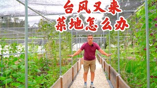 EP 6 台风又来，兔妈的菜地长满了菜，难道又要被洗劫了？