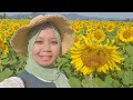 lopburi vlog amazing sunflower field lopburi 🇹🇭 kebun bunga matahari terbesar di thailand