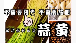 冬天室内种蒜黄-grow garlic sprout