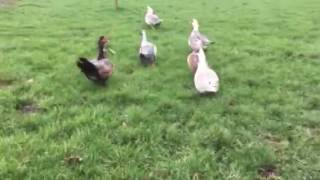 A battle with the muscovy ducks