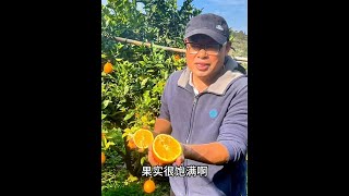 广西巴马长寿乡特产“脐橙”#新鲜采摘 #口感特别好 #原生态水果 #优质农产品