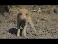 carnet rose 2016 du parc animalier de sainte croix