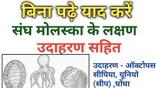 संघ मोलस्का के लक्षण उदाहरण सहित ll Biology ll Mollusca Symptom With Example