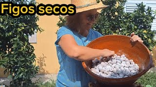 COMO FICARAM OS FIGOS SECOS AO SOL# COMO ANTIGAMENTE # SUPER MELANCIAS