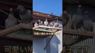 今日は持ち寄り鳩たちの様子#鳩 #pigeon #pigeonlover #pigeons #pigeonrace #レース鳩 #racingpigeon #鳩の舎外 #shorts