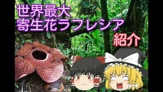 巨大な寄生花！？謎の多いラフレシアについて紹介！！