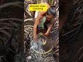 monster crab catching in forest amazing shorts youtubeshorts