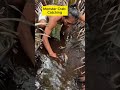 monster crab catching in forest amazing shorts youtubeshorts