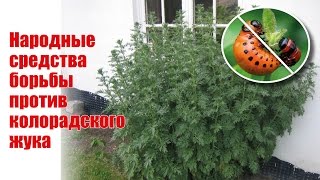 Народные способы борьбы с колорадским жуком