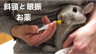 【斜頸と眼振】病気と闘うウサギさんのお薬