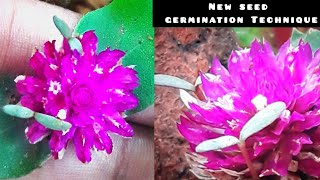 new technique in seed germination|വാടാമല്ലി|make saplings within flower😃 globe amaranth|gomphrena