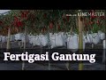 Fertigasi Gantung - Fertigasi Cili Gantung