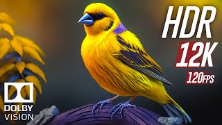 Wild Animals 12K HDR 120fps Dolby Vision (Colorfully Dynamic) with Animal Sounds