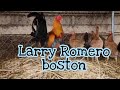 Larry Romero Boston