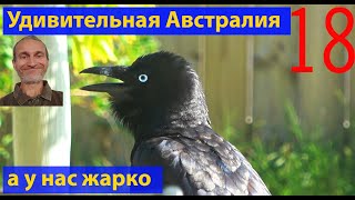 Короткие видео. Самое интересное об Австралии. Выпуск 18. (видео 141)