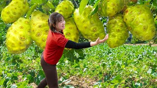 Daily Farm | Harvesting CLAM FRUIT Goes To Market Sell - Fruit used to cure stroke in ancient times