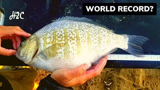 World Record Barred Surf Perch.. Almost