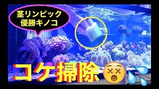 コケ掃除には激落ちくん❗️茎リンピック優勝キノコも登場❗️my marin aquarium MOAMOAちゃんねる