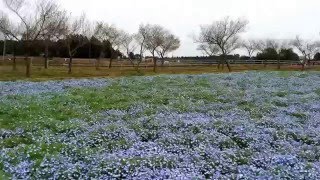 Apr 10, 2016 千葉市富田都市農業交流センター  芝桜と桜のコラボレーション