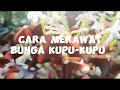 LAPORAN HASIL OBSERVASI TENTANG TANAMAN BUNGA KUPU-KUPU 🦋