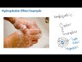 hydrophobic effect biochemistry