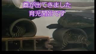 プレコ@キンペコ日記@(47)繁殖、ペアリング個体事の違いと育児の仕方の違い