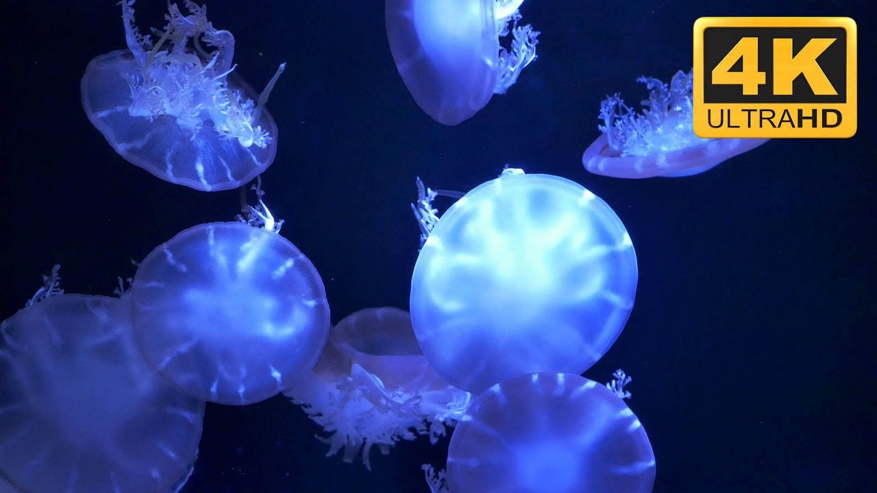 Relaxing Jellyfish Screensaver In 4k тнртнртнртнртнр Youtube