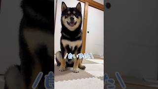 歯磨き(ガム)が大好きすぎる、まろ。#黒柴#柴犬#犬#shibainu#shiba