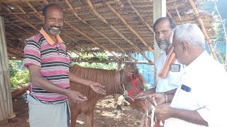 திரு‌. கிருஷ்ணமூர்த்தி வாங்கி சென்ற நாட்டுக்குதிரை #sarangkhedafestival #horse #nativebreed #sold