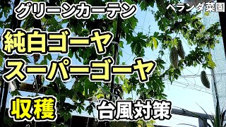 【ベランダ菜園】純白ゴーヤ・スーパーゴーヤの収穫。味は？【グリーンカーテン】