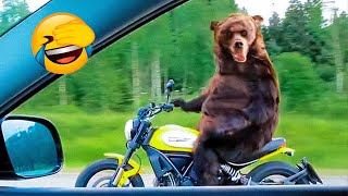 Best Funny Animal Videos Of The 2022 🤣 - Funny Farm And Wild Animals Videos 🐴🐻