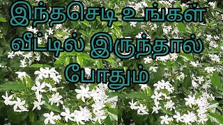 நந்தியாவட்டை செடி இருந்தால் /tabenaemontana divaricata