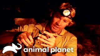 Steve Irwin VS The Naughty Crocodile | The Crocodile Hunter | Animal Planet