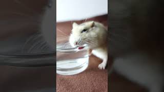 第一次見倉鼠這樣喝水 This is the first time I've seen a hamster drink water like this