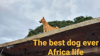 My Korean dog daily life in Africa 진돗개 영상 아프리카 생활