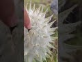 青藏高原毛茸茸的植物雪兔子the furry plant snow rabbit on the qinghai tibet plateau